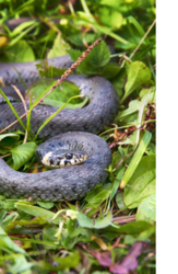 Peur des serpents
